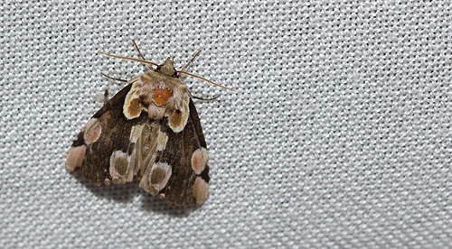 Peach Blossom Moth, Tilburg, NL-NB, NL, photo 7 of 10