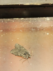 Lithophane laticinerea