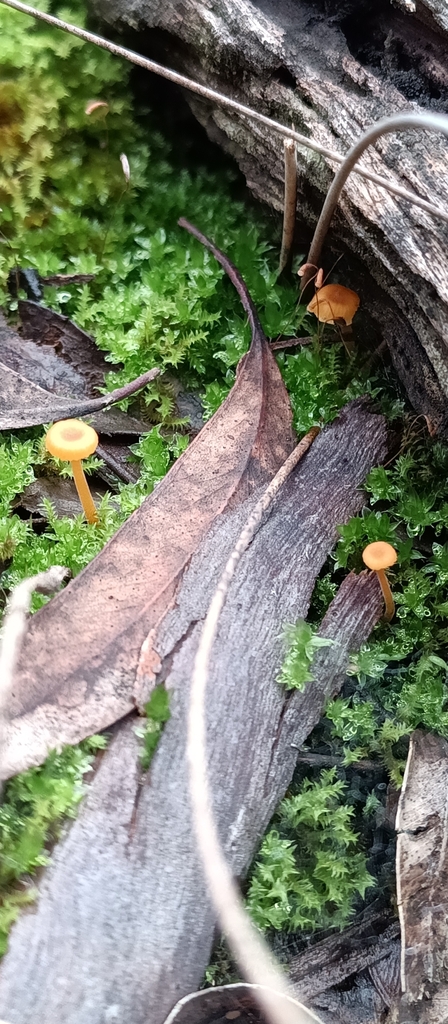 Rickenella fibula · June 2025 · photo: © em_lamond (iNaturalist, cc-by)