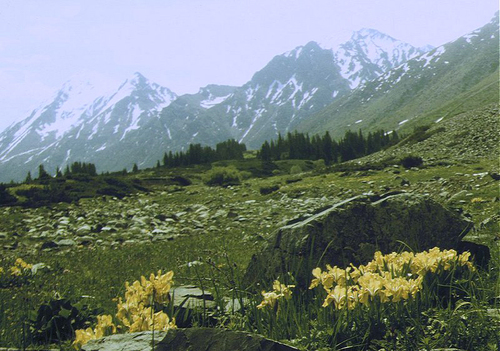 Yellow Mongolian Iris (Iris bloudowii)