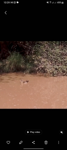 Egyptian Goose