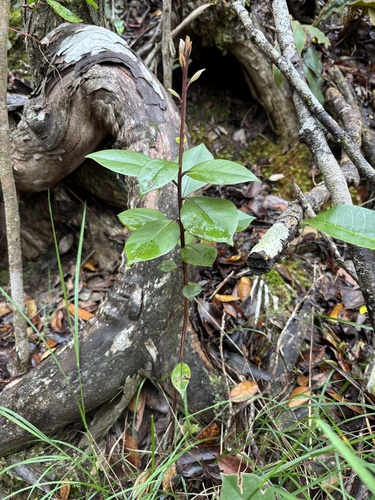 Lysimachia kalalauensis observed 2025-06-25