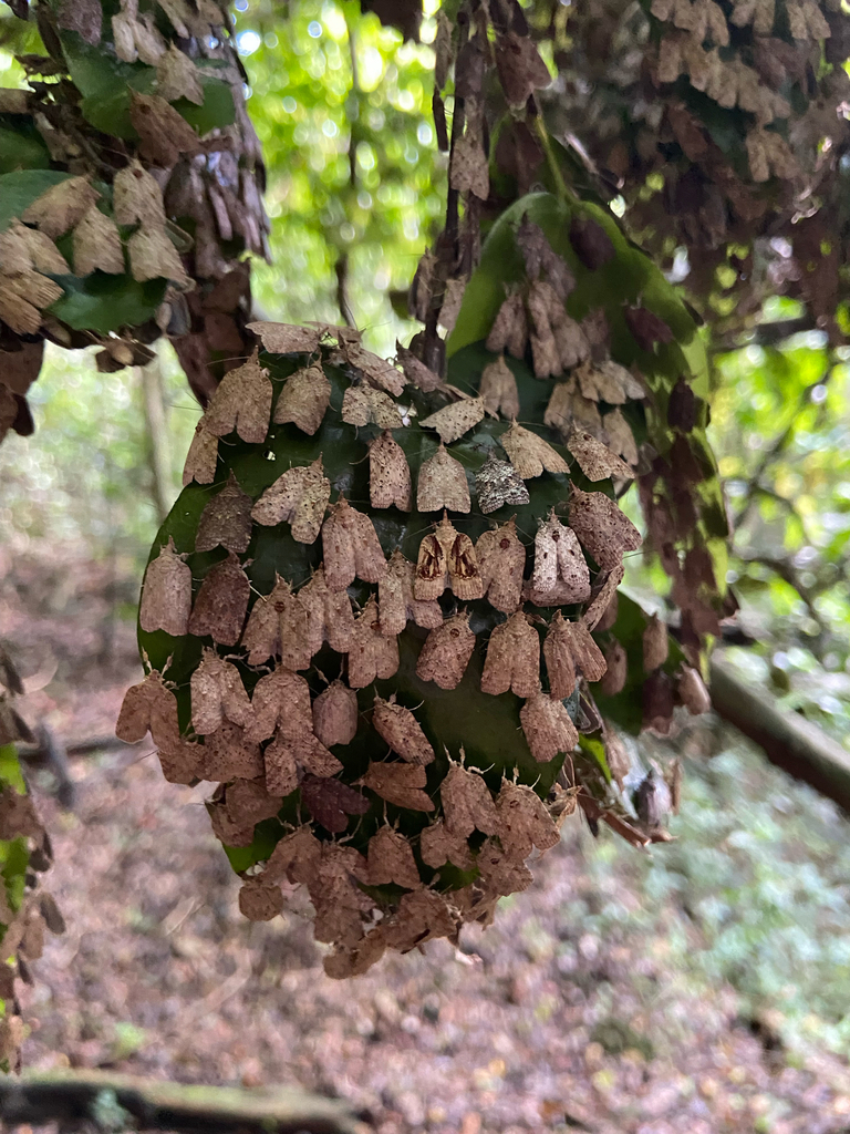 Adoxophyes melia