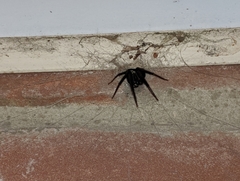 Segestria florentina