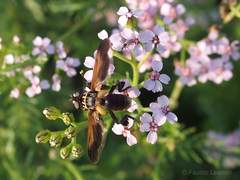Galactomyia