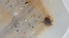 Heterogamisca kruegeri