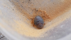 Heterogamisca kruegeri