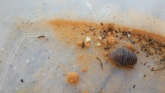 Heterogamisca kruegeri