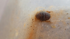 Heterogamisca kruegeri