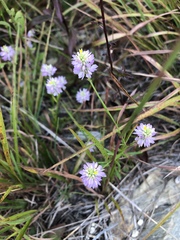 Polygala curtissii