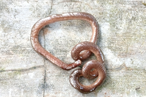 Striped Blind Snake