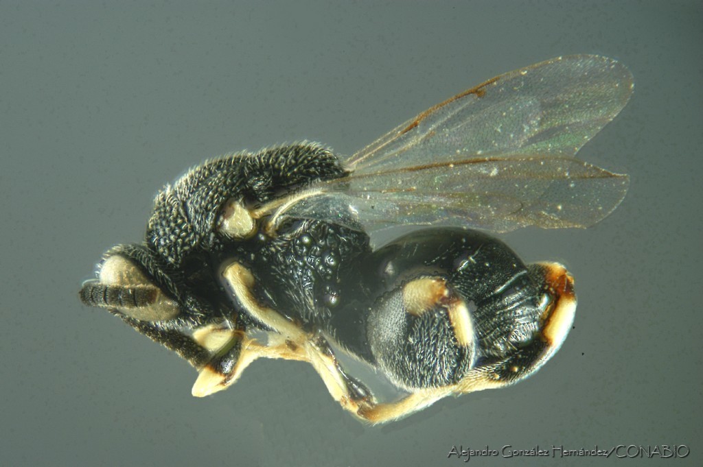 Brachymeria russelli