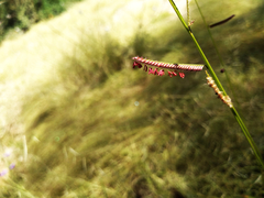 Bouteloua barbata rothrockii