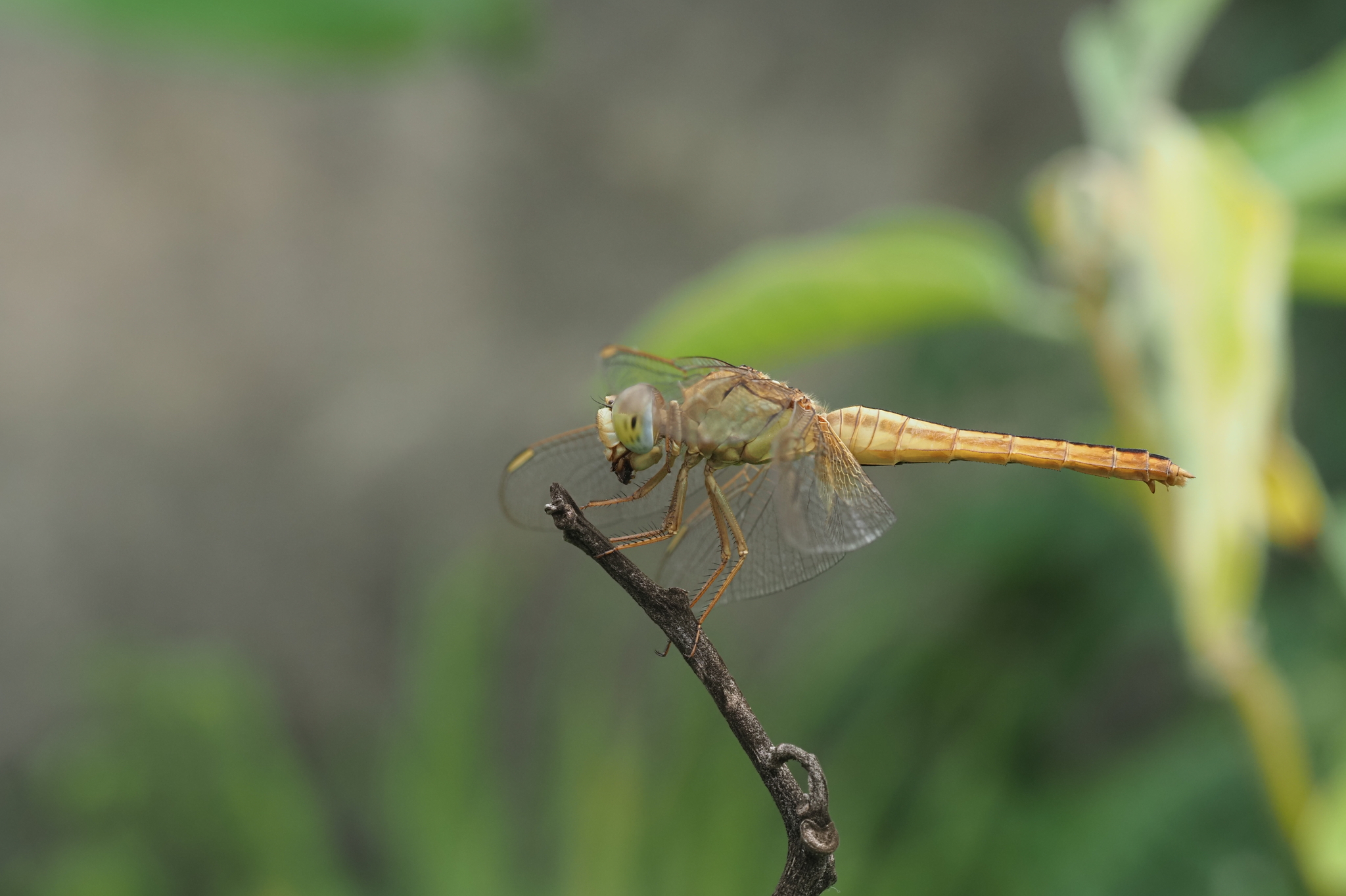 Scarlet Skimmer