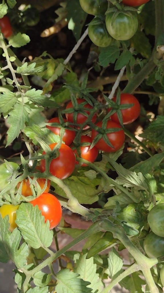 Solanum lycopersicum 'San Marzano'