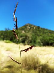 Bouteloua barbata rothrockii