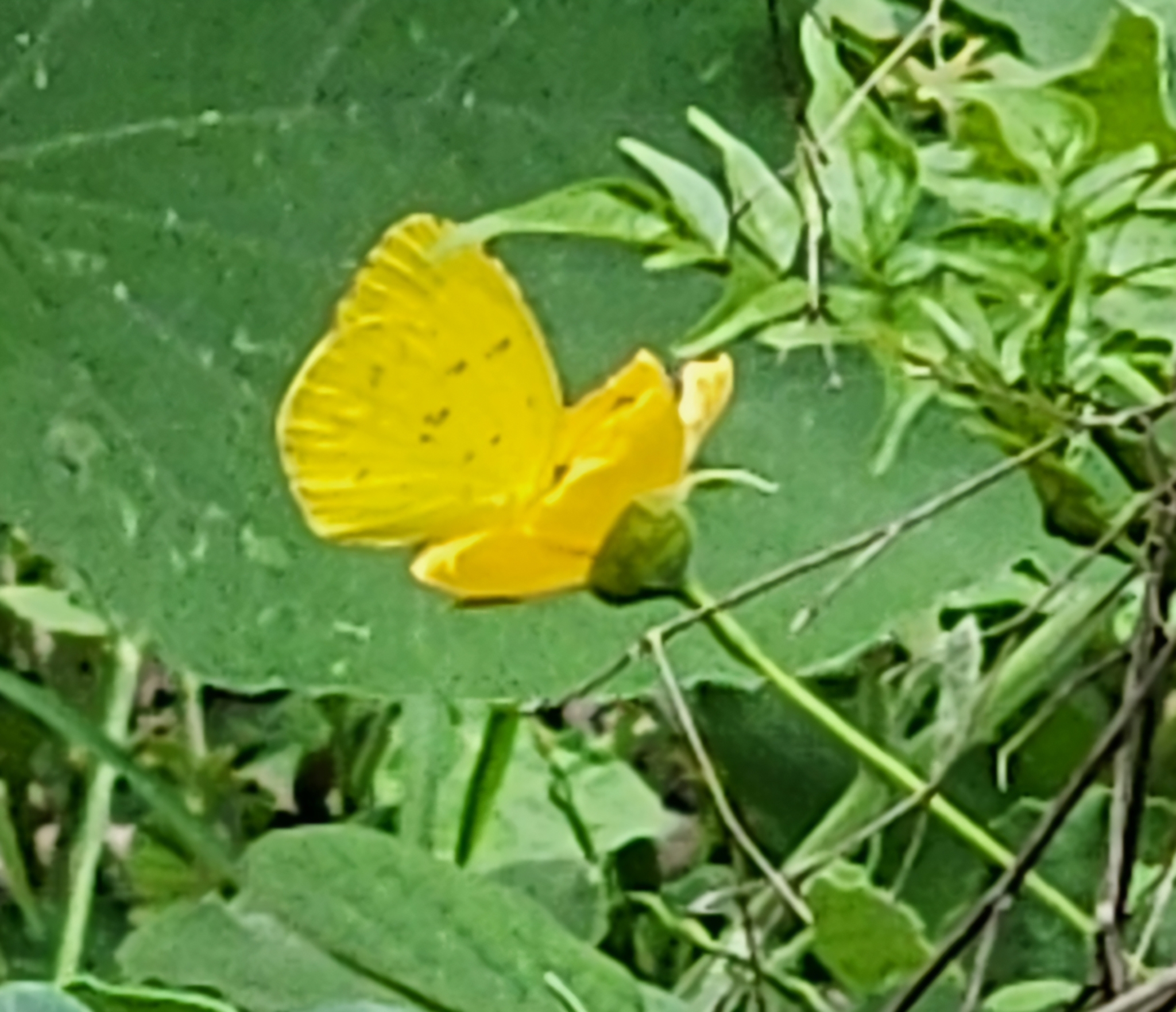 Common Grass Yellow