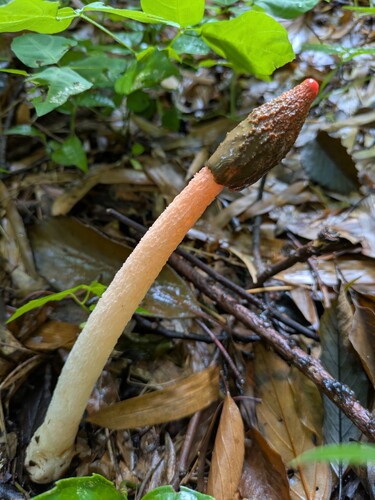 Phallus rugulosus
