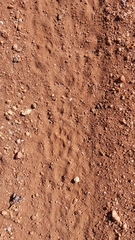 Caracal
