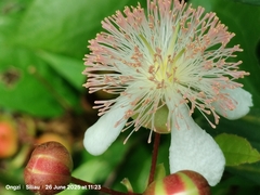 Tetracera indica, photograph (c) Ong Jyh Seng, some rights reserved (CC BY)
