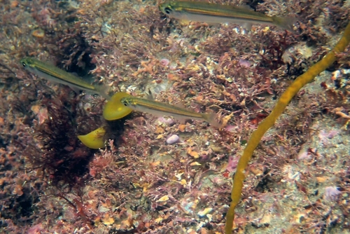 Sand Smelt