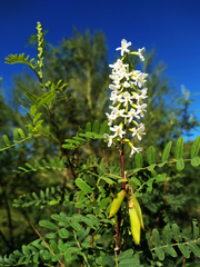 Eysenhardtia orthocarpa