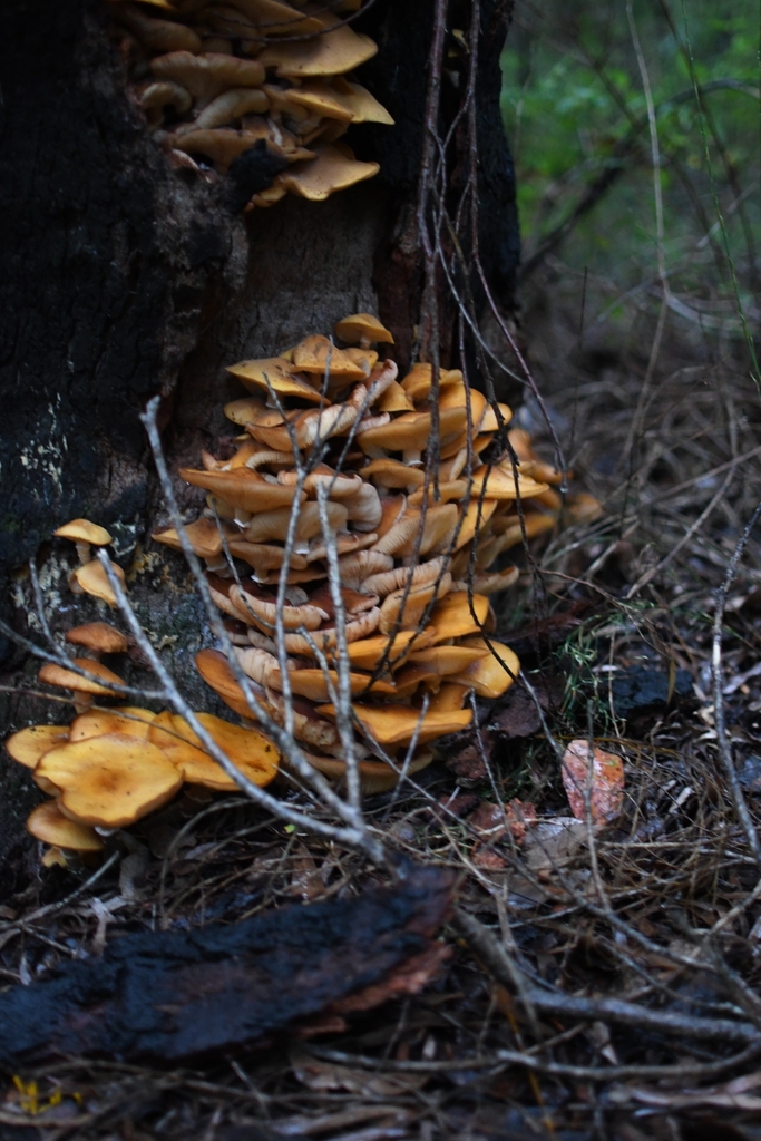 Armillaria luteobubalina · June 2025 · photo: © em_lamond (iNaturalist, cc-by)