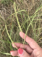 Paspalum floridanum