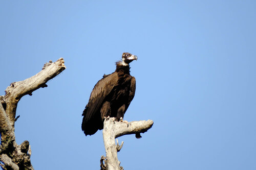 Cinereous Vulture