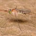 Neurigona - Photo (c) skitterbug, some rights reserved (CC BY), uploaded by skitterbug