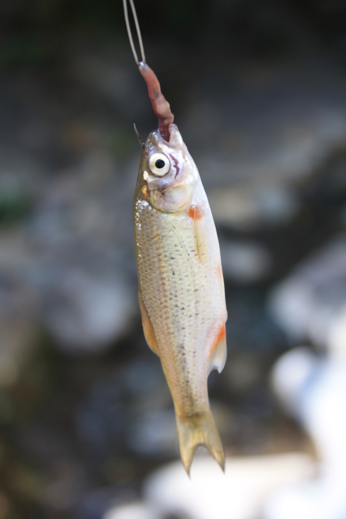 Eichwald's Riffle Minnow