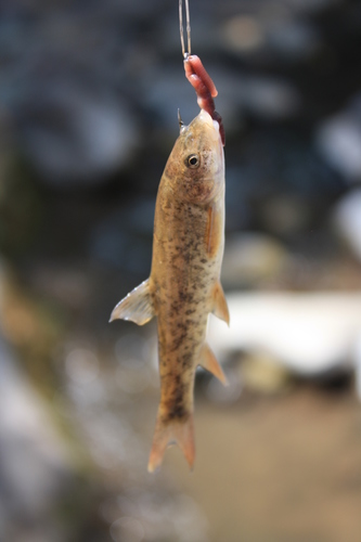 Ercis-barbeel (Barbus ercisianus) — Cyprinidae