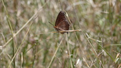 Catacroptera cloanthe cloanthe