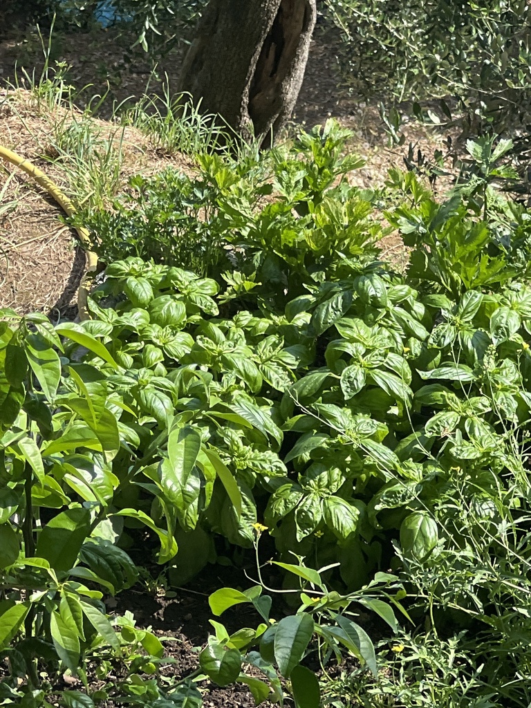 Ocimum basilicum
