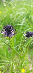 Phyteuma vagneri, photograph (c) Алла Козурак, some rights reserved (CC BY)