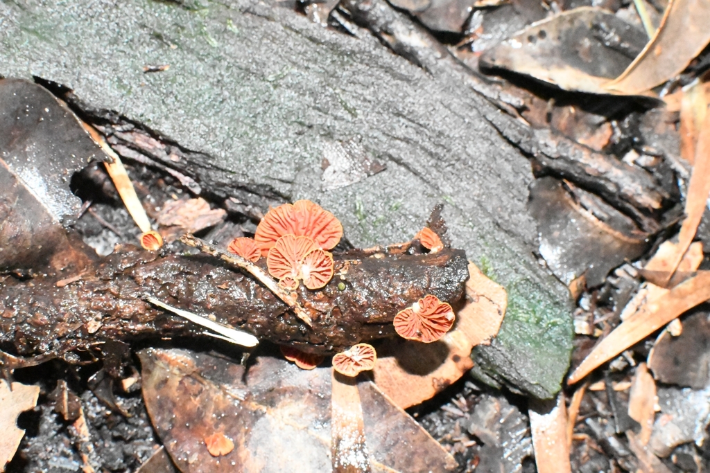 Anthracophyllum archeri · June 2025 · photo: © em_lamond (iNaturalist, cc-by)