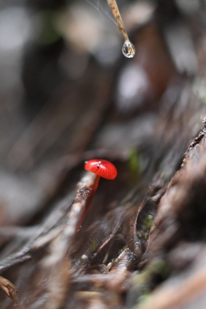 Cruentomycena viscidocruenta · June 2025 · photo: © em_lamond (iNaturalist, cc-by)