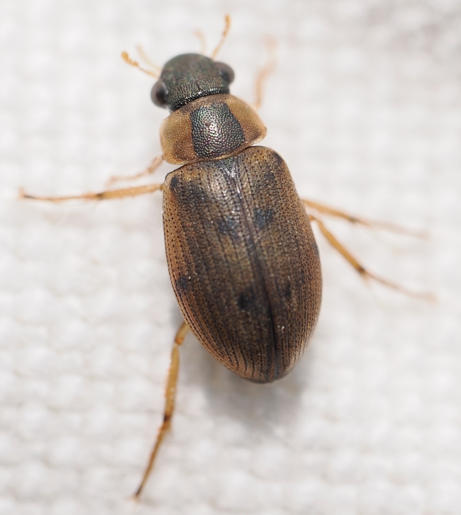 Berosus affinis