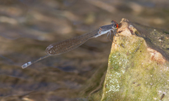 Pseudagrion sublacteum