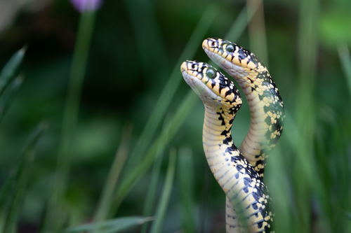 Green Whip Snake, Le Vigen, France, photo 10 of 10