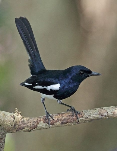 Oriental Magpie-Robin