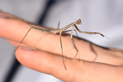 Ischnomantis