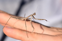 Ischnomantis