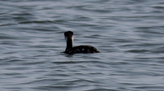 Podiceps auritus
