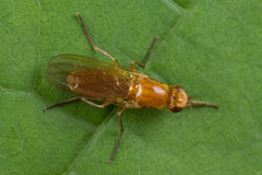 Psila merdaria