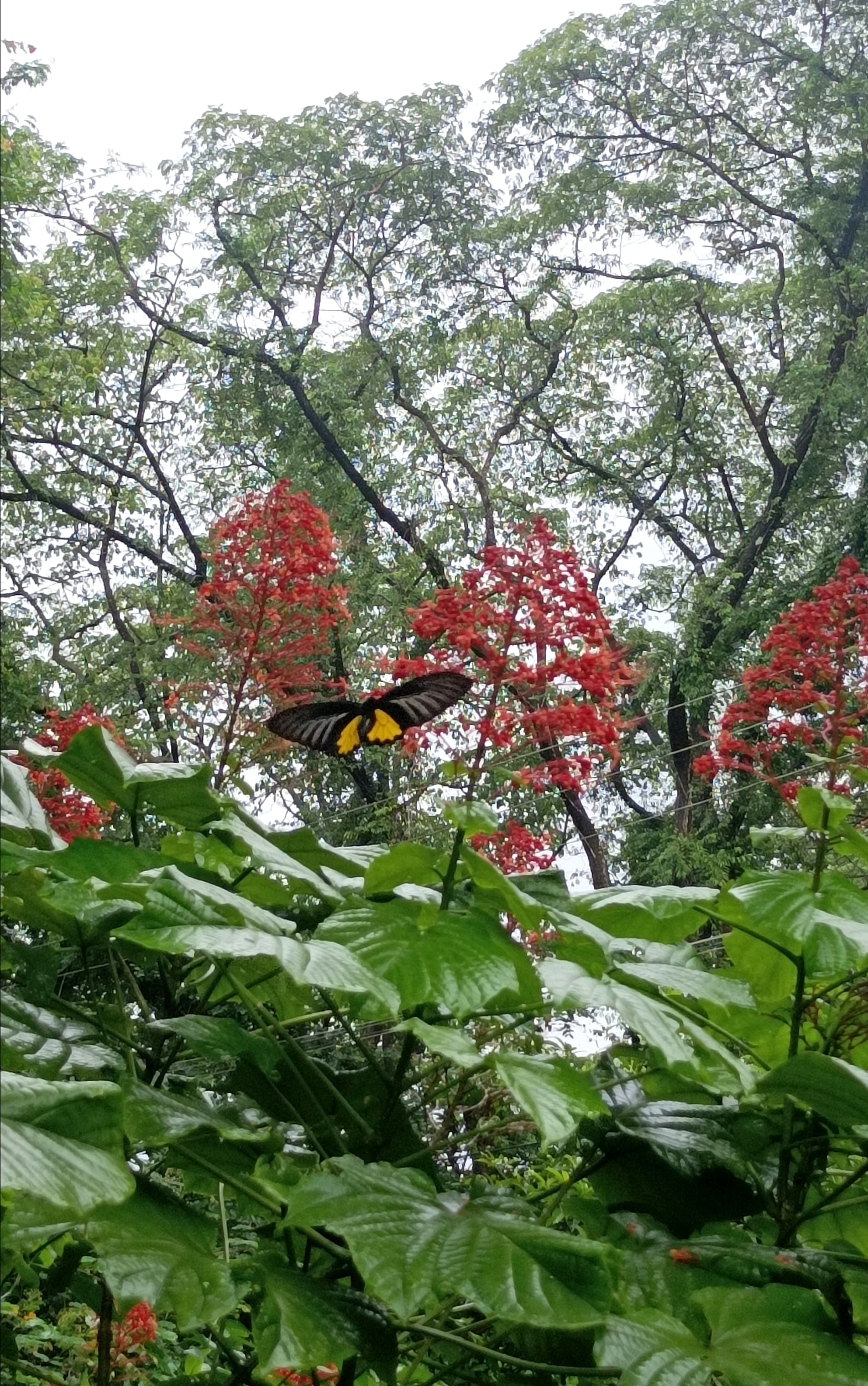 Sahyadri Birdwing