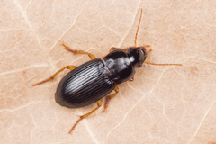Harpalus luteicornis