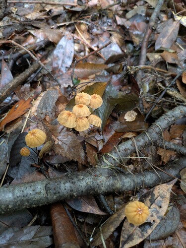 Marasmius siccus