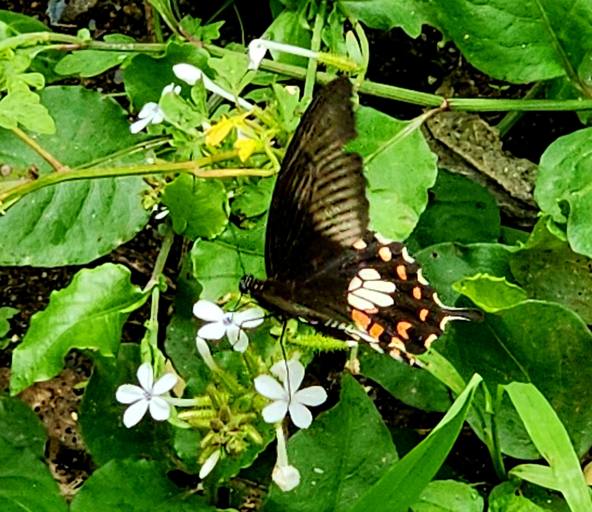 Common Mormon