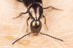 Philonthus decorus
